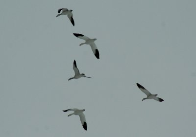 IMG_4924 snow geese