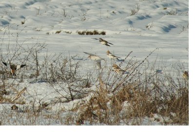 IMG_5245 snow buntings - bruants des neiges