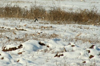 IMG_5253 bruants des neiges