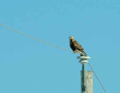 IMG_5104 rough-legged hawk - buse pattue