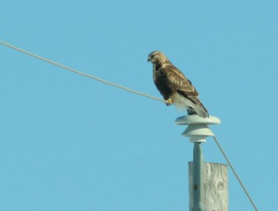 IMG_5105 rough-legged hawk -  buse pattue