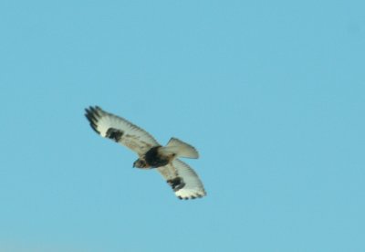 IMG_5108  rough-legged hawk - buse pattue en vol