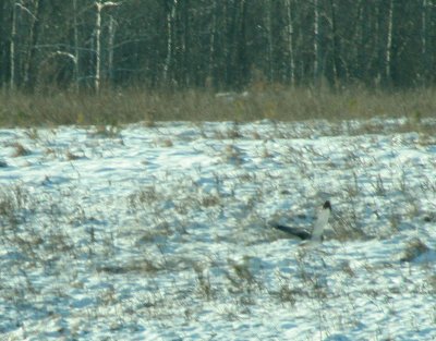 IMG_5134 northern harrier - busard St-Martin -  Circus cyaneus.jpg