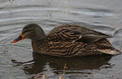  Oiseaux d'hiver / Winter birds