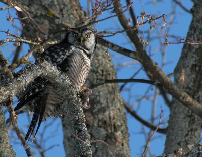 IMG_7253 Chouette epervire - Hawk owl