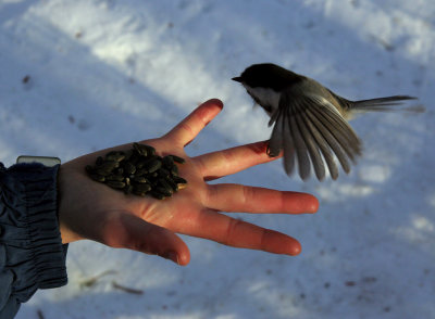 IMG_8503 chickadee