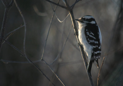IMG_8538 pic mineur - downy woodpecker