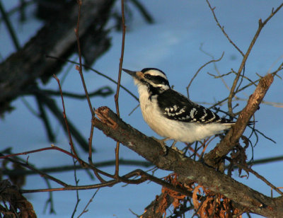 IMG_8618 pic mineur - downy woodpecker