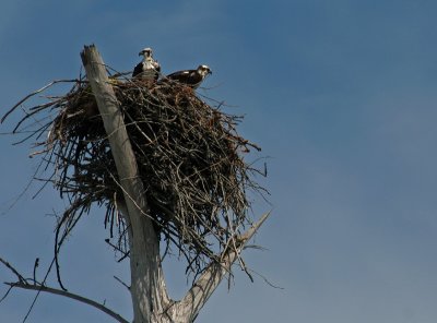 IMG_9859 balbuzards - ospreys.jpg