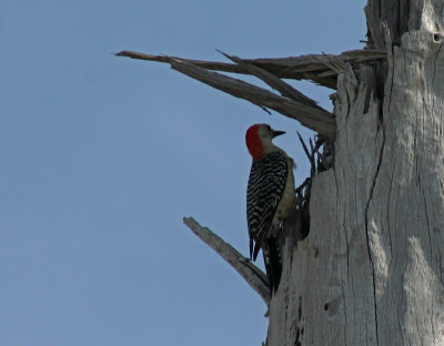 IMG_9883 pic a ventre roux - red-bellied woodpecker.jpg