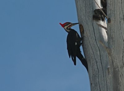 IMG_9897 grand pic - pileated woodpecker.jpg