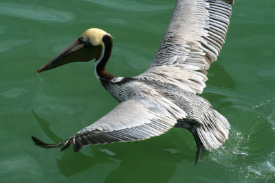 IMG_8853 pelican brun - brown pelican