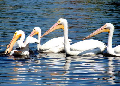 IMG_9307 white pelicans.jpg