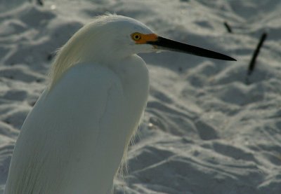 IMG_9081 aigrette neigeuse - snowy egret.jpg