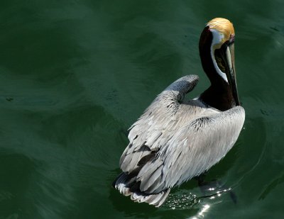 IMG_8858 pelican sur vert.jpg