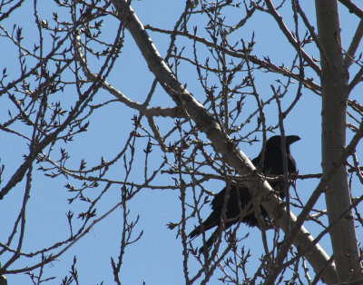 IMG_1270 corbeau - raven - Corvus corax.jpg