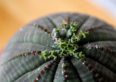 IMG_3952 Euphorbia obesa, a succulent, I am told.