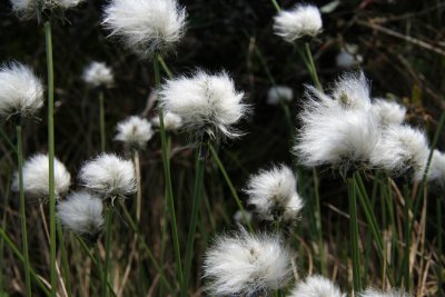 IMG_5795 linaigrette -  bog cotton