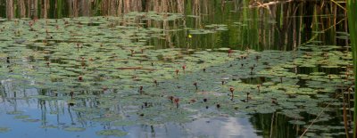 IMG_0866 potamogeton and bladderwort.jpg