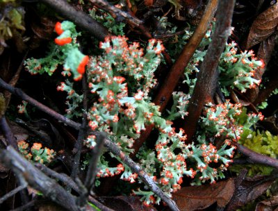 IMG_4600 possibly Cladonia cristatella - British soldier lichen, or C. digitata