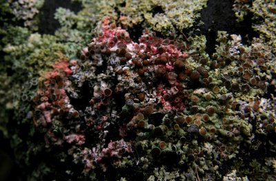 IMG_8442 lichen, possibly Physcia aipolia -  Hoary rosette lichen