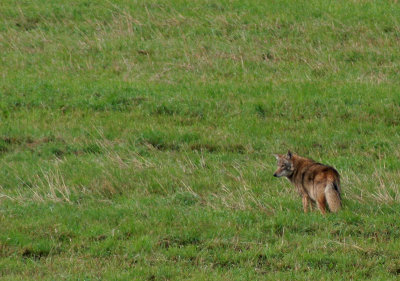IMG_8570 coyote, Navan road, east of Mer Bleue