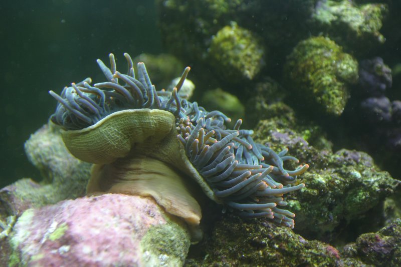 RBTA