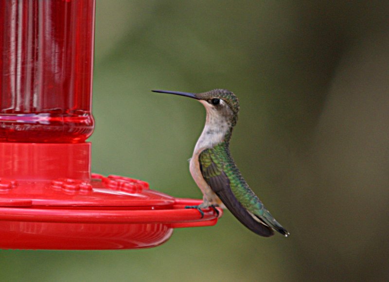 hummer6.jpg