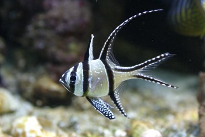 Bangii cardinal fish