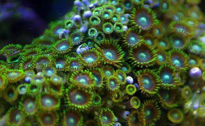 Bright green zoanthids