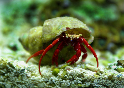 Scarlet Hermit crab