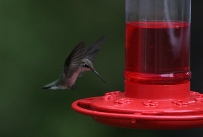 hummer1.jpg