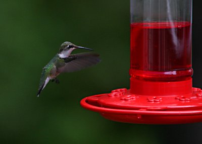 hummer3.jpg