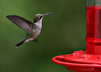 hummer5.jpg