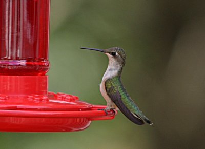hummer6.jpg