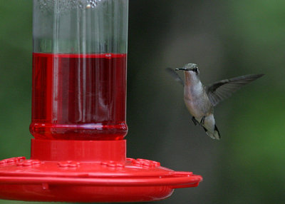 hummer7.jpg