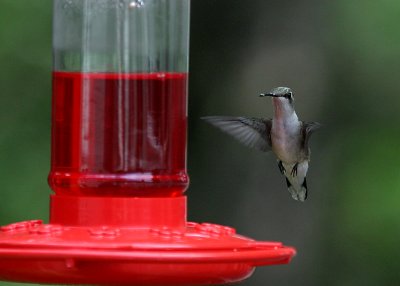 hummer8.jpg