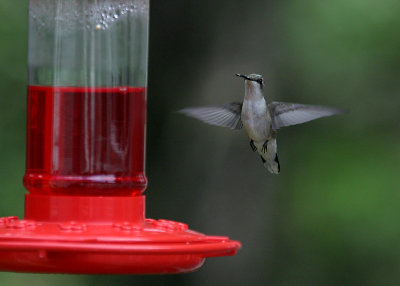 hummer9.jpg