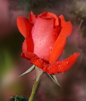 Red Rose1 DSC_0444.jpg