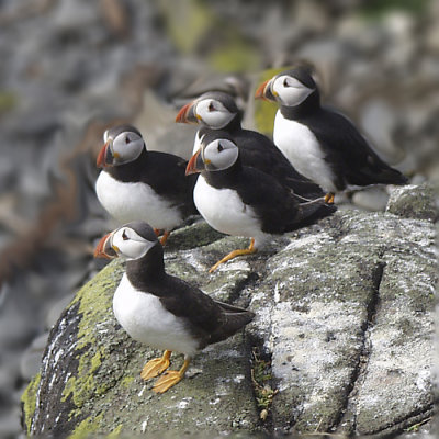 Puffins_P7030029.jpg