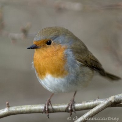 Robin DSC_2153