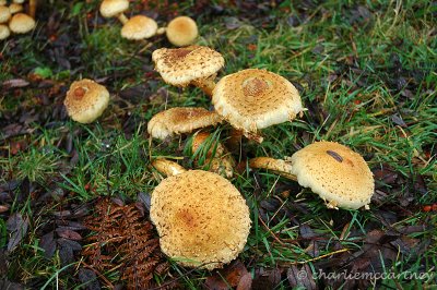 Pine-wood Mushroom DSC_0751