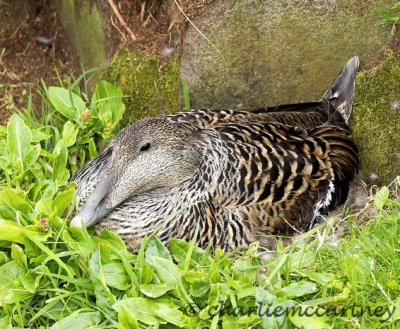 Eider Duck on Nest_P5110023