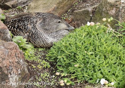 Eider Duck.jpg