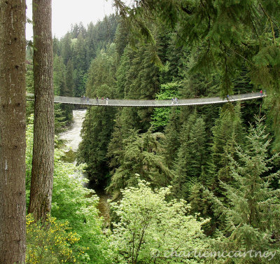 Capilano Bridge_P5250014