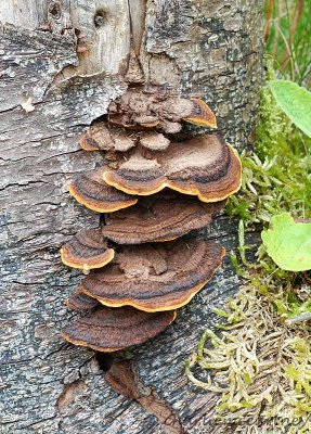 Many-Zoned-Fungus_DSC_3143