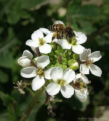 Bee on flower.jpg