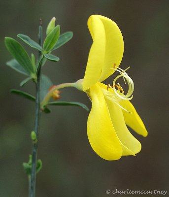 Gorse_bloom_P2040018.jpg