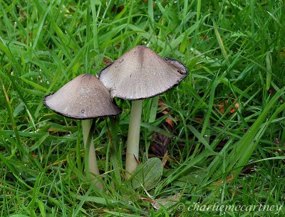 DSC_4173.jpg