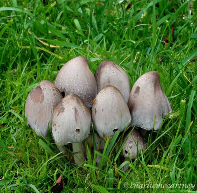 DSC_4174.jpg